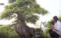 Cây me bonsai cổ thụ gần 100 tuổi độc đáo tại Long An