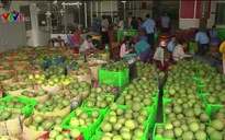 Bưởi da xanh Tiền Giang tăng giá