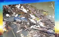Điều tra nguyên nhân cá, vịt chết hàng loạt ở sông Phủ, Quảng Ngãi