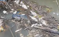 Cá chết bất thường ở Quảng Ngãi, vịt ăn phải cũng... chết theo