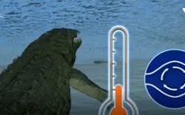 Cách sinh tồn độc đáo của cá sấu trong giá lạnh tại Mỹ