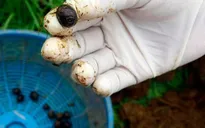 Cà phê phân voi đắt nhất thế giới