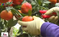 Hòa Bình: Siết chặt quy trình trồng cam đường canh chuẩn VietGap