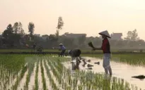 Gần 20% tổng diện tích gieo trồng vụ Đông Xuân đã có nước