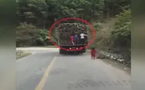 Thót tim với clip trẻ em liều lĩnh đu bám xe tải để trộm mía
