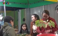Phiên chợ sâm Ngọc Linh thu hút nhiều du khách quốc tế