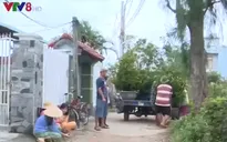 Nhiều nhà vườn miền Trung không có mai Tết để bán
