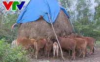 Thừa Thiên - Huế chú trọng bảo vệ đàn trâu bò trong mùa rét