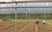 Chàng trai 9x khởi nghiệp từ rau hữu cơ