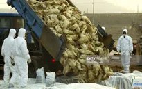 Hàn Quốc tăng cường ngăn chặn cúm gia cầm lây lan