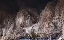 Vũng Tàu: Giải độc ô nhiễm khí thải bằng xơ dừa