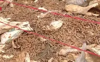 Người dân giao nộp gần 6 tấn vật liệu nổ