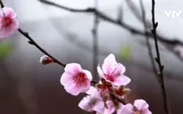 Đào Nhật Tân nở sớm thu hút người dân Hà Nội