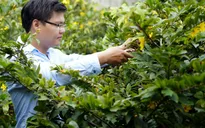 Sôi động thị trường mai lá Tết tại Phú Yên và Bình Định