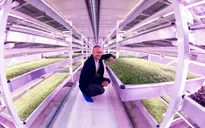 Growing Underground - Dự án cải tạo đường hầm bỏ không thành nông trại tại Anh