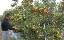 Nghề trồng hoa tết lo lắng vì thời tiết