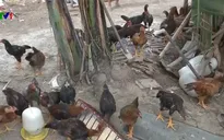 Giá gà ta thả vườn tăng cao