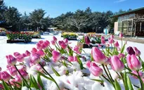 Hoa tulip đá khoe sắc tại Nhật Bản