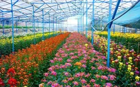 Hoa Đà Lạt xuất khẩu gặp khó khăn