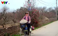 Ngắm hoa đào Nhật Tân xuống phố ngày cuối đông