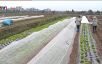 Hưng Yên đẩy mạnh chuỗi thực phẩm an toàn