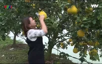 Bưởi Diễn "sạch" như thế nào?