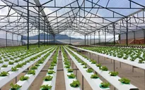 Taiwanese enterprises invest in hi-tech agriculture in Vietnam