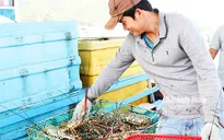 Ngư dân Bình Ba trúng đậm tôm hùm