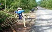 Dân vùng bão thua lỗ vì bán keo non