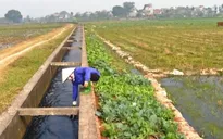 Biết nước ô nhiễm vẫn phải dùng để canh tác nông nghiệp ngay giữa Hà Nội