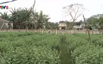 Làng hoa Tết Quảng Ngãi mất mùa, được giá