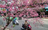 Ngày hội hoa Anh Đào đầu tiên của Đà Lạt sẽ khai hội vào 27/1