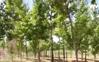 Người dân tại khu Nội Mông, Trung Quốc nỗ lực phủ xanh sa mạc