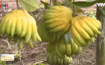 Làng phật thủ Đắc Sở tìm hướng đi mới cho thị trường Tết