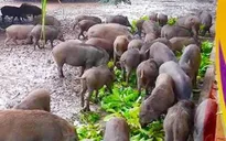 Thịt lợn rừng nuôi hút khách dịp Tết