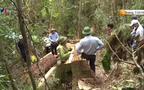 Xét xử vụ phá rừng pơ mu ở Quảng Nam