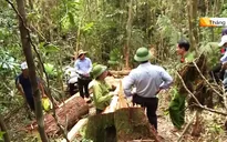 Vụ phá rừng pơmu Quảng Nam: Trả hồ sơ để điều tra bổ sung