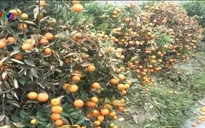 Hơn 400 cây quất cảnh chết héo nghi bị phun thuốc diệt cỏ