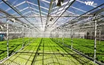 Sa mạc Sahara có thể thành vựa rau sạch khổng lồ