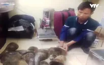 Kêu gọi xét xử nghiêm minh trùm buôn lậu sừng tê giác