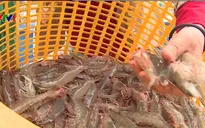 Tăng cường ứng dụng khoa học hiện đại vào nuôi tôm