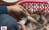 Đủ các thủ đoạn bơm tạp chất vào tôm “né” phạt