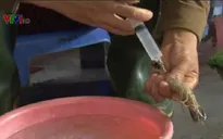 Tôm bơm tạp chất, chủ yếu do lực lượng công an phát hiện