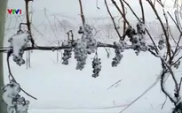 Sản xuất rượu vang từ nho... đông lạnh tại Mỹ