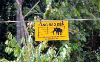 Đồng Nai: Cần xây thêm hàng rào điện ngăn voi rừng