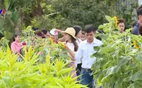 Làng hoa Sa Đéc tấp nập du khách dịp Tết Dương lịch