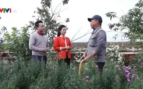 Làng hoa trên bãi đá sông Hồng - Điểm đến nổi tiếng thu hút du khách