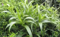 Cây bồ công anh - Bài thuốc giải độc, tiêu viêm