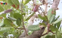 Gia Lai: Sâu bệnh tấn công, nông dân thấp thỏm lo mất mùa điều