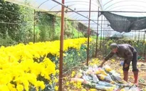 Giá hoa cúc "chạm đáy", nông dân Đà Lạt ngậm ngùi nhổ bỏ hàng loạt